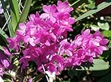 Ascocentrum mpullaceum - orchids - 100 seeds