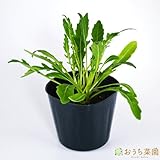 ワイルドロケット セルバチコ 【苗】 ９ ｃｍ ポット ＜当店は 苗 種 鉢 培養土 ニーム の専門店＞