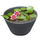 (ビオトープ/睡蓮)チャーム14号 プロが考えた睡蓮鉢で育てる(グレー) 温帯性スイレンひめだかセット 赤 説明書付 本州・四国限定[生体]