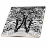 Danita Delimont – Trees – North Carolina Blue Ridge Mountains、Appleツリー – us34 dsn0000 – Deborah Sand