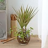 【日比谷花壇|観葉植物】お手入れかんたん観葉植物「コンシンネ&ミューレンベキア」