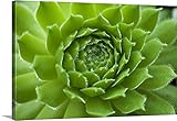 David Chapmanプレミアムシックラップキャンバス壁アート印刷題名Succulent 24" x 16" 1421098_24_24x16_none