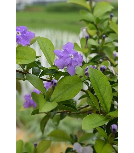 Amazon | ニオイバンマツリ 10.5cmポリポット苗 1株 匂蕃茉莉 花苗 は