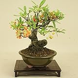 いよじ園 ピラカンサ / 根上り （小品盆栽） 【雑木盆栽】いよじ園