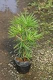 コウヤマキ苗 (こうやまき高野槙) 5号ポット