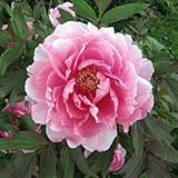 牡丹（ぼたん）：八千代椿（やちよつばき）3年生苗6号ポット[鉢植えにも向く桃系人気種] ノーブランド品