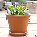 ハーブ 栽培 セット （ ローズマリー ＆ カモミール ）/テラコッタ 鉢 プランター/鉢受皿 付