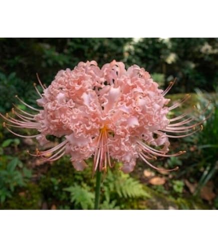 Amazon｜カリバナス フーケリー 塊根植物 Calibunus hookerii