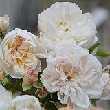 ロサ・オリエンティス：アリアドネ大苗6号角鉢植え[2016秋New！]