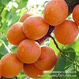Direct apricot apricot tree base more Cheap precocious fruit orchard seed seed varieties 2 Seeds/Pac