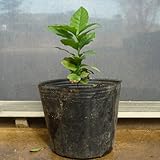 コーヒー(イエロー系)　実生苗