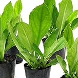 (山野草) ミズバショウ(水芭蕉) の苗 3号(お買い得5ポットセット) 本州・四国限定[生体]