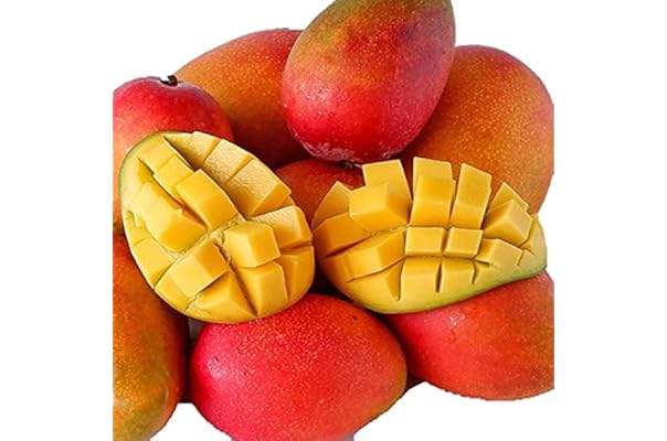 そのまま アップルマンゴー マンゴー ギフト 送料無料 k ギフト広場 通販 Paypayモール 6個 メキシコ産 特選 高糖度 贈答用 高級 輸入フルーツ メキシコ