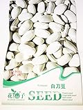 【 珍種子】 白インゲン豆の種 (3粒入)