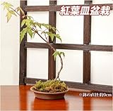 敬老の日 寄せ植え 盆栽 スーパースペシャルシリーズ 敬老の日 寄せ植え 盆栽【紅葉(もみじ)皿盆栽】 定型メッセージカード 産直出荷 お届け先地域によっては別途送料がかかる場合があります