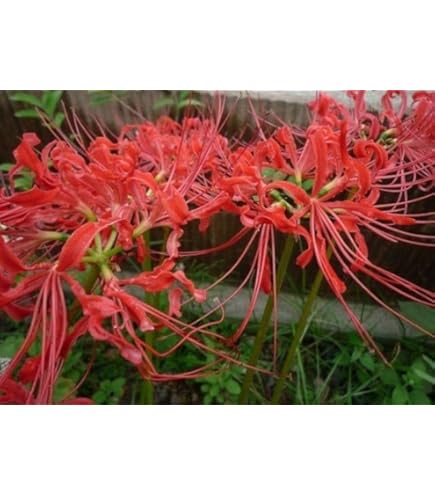 彼岸花 ヒガンバナ リコリス 赤 白 球根 彼岸花の球根大きさ大小ミックス【50個】 ヒガンバナ 赤色 リコリス