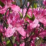 雪国ミツバツツジ 3年生苗