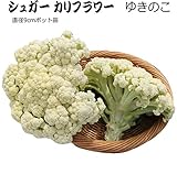 カリフラワー 苗 ゆきのこ シュガーカリフラワー 5ポットセット