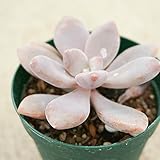 オビフェルム 7.5cmポット パキフィッツム Pachyphytum oviferum 福岡県産 多肉植物 多肉 観葉植物 インテリアグリーン 寄せ植えに