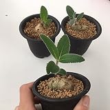 コーデックス:シンニンギア 上海の女王*葉幅:約6cm