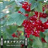 赤実フサスグリ　苗木　ロンドンマーケット　1年生 接ぎ木 苗　果樹 果樹苗木