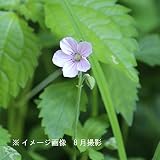 山野草:ゲンノショウコ[ミコシグサ] 9cmポット苗【紫桜館山の花屋】