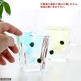 ガラスベース スクエアグラス S エアプランツ 多肉植物 ティランジア ガラス