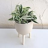 ポトス：エクセレント3号ポット植え鉢カバー入り／脚付き鉢C6300