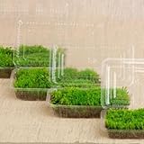 スナゴケ 盆栽用 大サイズ(容器サイズ120mm x 192mm)