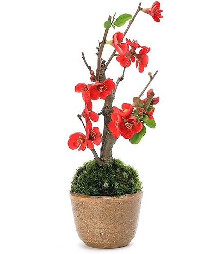 Amazon.co.jp: ボケ 黒潮 4号鉢 盆栽素材 木瓜 春の花 251203 : DIY