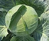 野菜の種キャベツKryumon F1ウクライナ後期ハイブリッドNON-GMO
