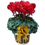 【 予約 】 さかもと園芸　達人のシクラメン　【 パステルシュトラウス 】　花鉢植え　ギフト　プレゼント　贈答品　クリスマス　お歳暮