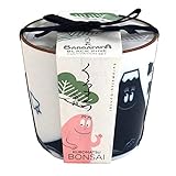 聖新陶芸 バーバーパパ 染付盆栽栽培セット 富士山