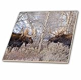Danita Delimont – ムース – Bull Moose In Field With Cottonwood木、グランドティトン国立公園、ワイオミング州。 – タイル 8" ct_20638