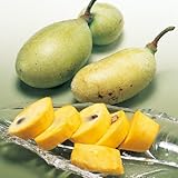 ポポー苗木 NC-1(接木2年生)