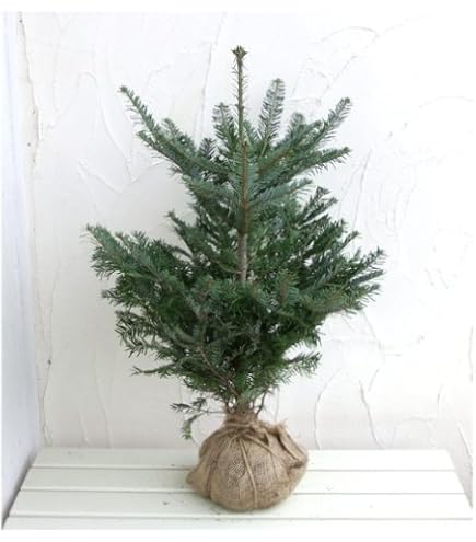 Amazon.co.jp: モミの木(もみの木）100センチ本物のクリスマスツリー樅