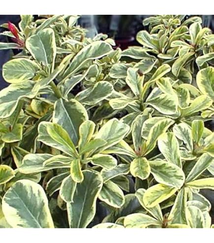 Amazon｜ディオーン：スピヌロスム 5号鉢植え[希少種ソテツの仲間