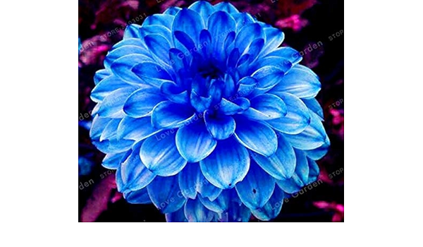 Amazon Co Jp 発芽seeds 2球根 ダリア球根 ダリアの花 青いダリアの花 珍しい青い花 珍しい球根 Diy 工具 ガーデン