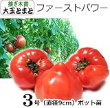 接ぎ木大玉トマト　ファーストパワー　直径9cmポット苗３ポットセット