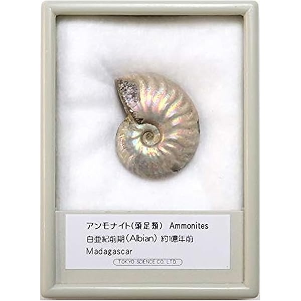 極美品　超大　マダガスカルのアンモナイト化石　本物保証　おまけ付き　送料無料 dショッピング |形状お任せ マダガスカル産 虹色アンモナイト M