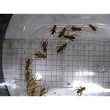 ヨーロッパイエコオロギ(SMサイズ)100匹セット【おまけ付】死着補償有り