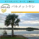 SAFLAX - ギフトセット - パルメットヤシ - 8 個の種。- ギフトボックス、カード、ラベル、鉢植え用土壌を含みます。 - Sabal palmetto