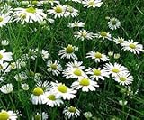 ローマンカモミール 300粒