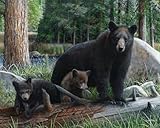 新しいDiscoveries Kevin Daniel Animal Bear自然野生動物ポスター(選択サイズ、印刷またはキャンバス) 26x18 Print IC-KD112326X18P