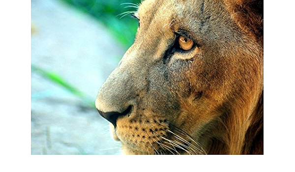 開店記念セール ライオン フレーム 獅子 雑貨 写真 グッズ 絵画 抽象画 動物 アニマル 雑貨 海外 A1 絵 ポスター パネル アート キャンバス 高級 らいおん その他 開店記念セール ライオン フレーム 獅子 雑貨 写真 グッズ 絵画 抽象画 動物 アニマル 雑貨 海外 A1 絵 ポスター パネル アート キャンバス 高級 らいおん その他