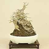 楓 / カエデ 小葉性 石付（小品盆栽） 【雑木盆栽】いよじ園