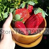 300/bag Giant Strawberry Seeds, Rare, Big as a Peach, Fragaria ananassa L. Maximus Strawberry fruit 