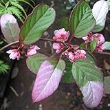 マタタビ：深山（ミヤマ）マタタビ キュート3号ポット[葉色変化が楽しめる一才性の桃花種]