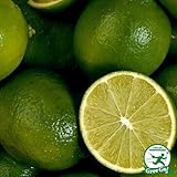 種なしライム 【フレーバーグリーン】3年生 接ぎ木 スリット鉢植え