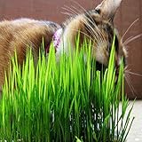 Hot Sale!!! Grass Kittens Cats Like to Eat Wheat Grass Plant Seeds Can Be Repeatedly Harvested Wheat